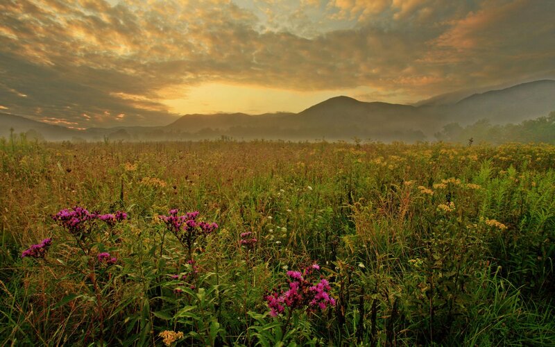 Wildflowers in Meadow — Green, Serene, Sunrise