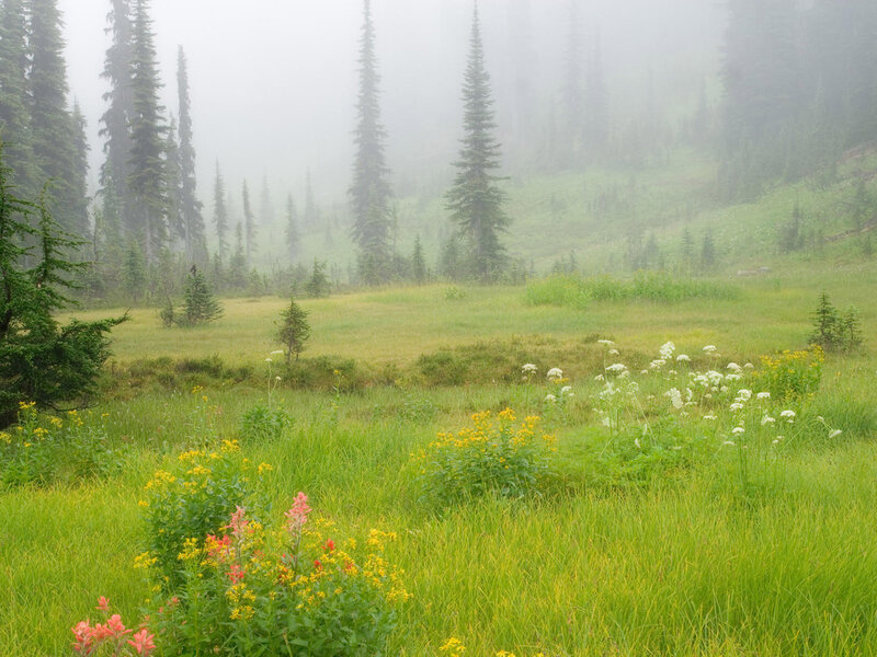 Wildflowers in Meadow — Green