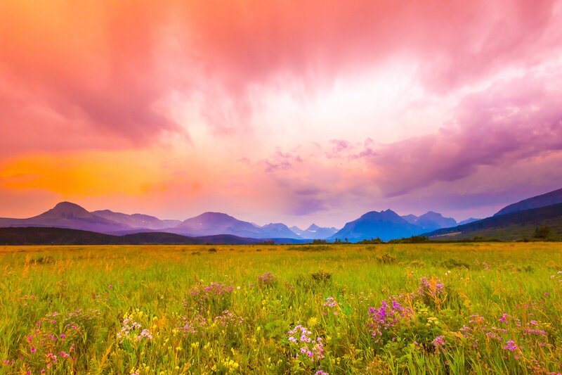 Wildflowers in Meadow — Pink, Dramatic
