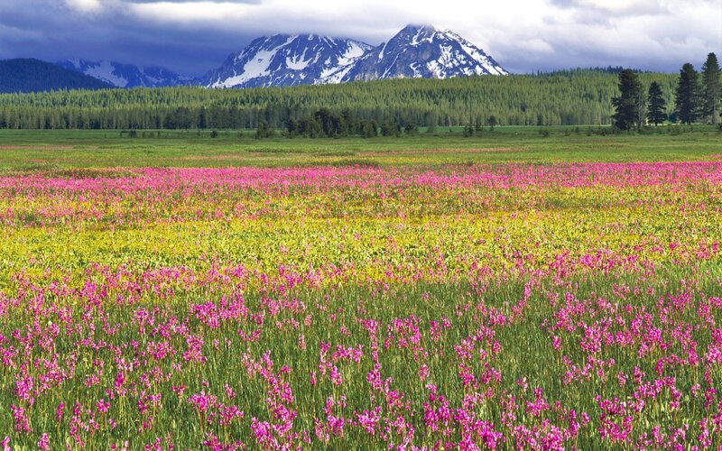 Wildflowers in Meadow — Pink