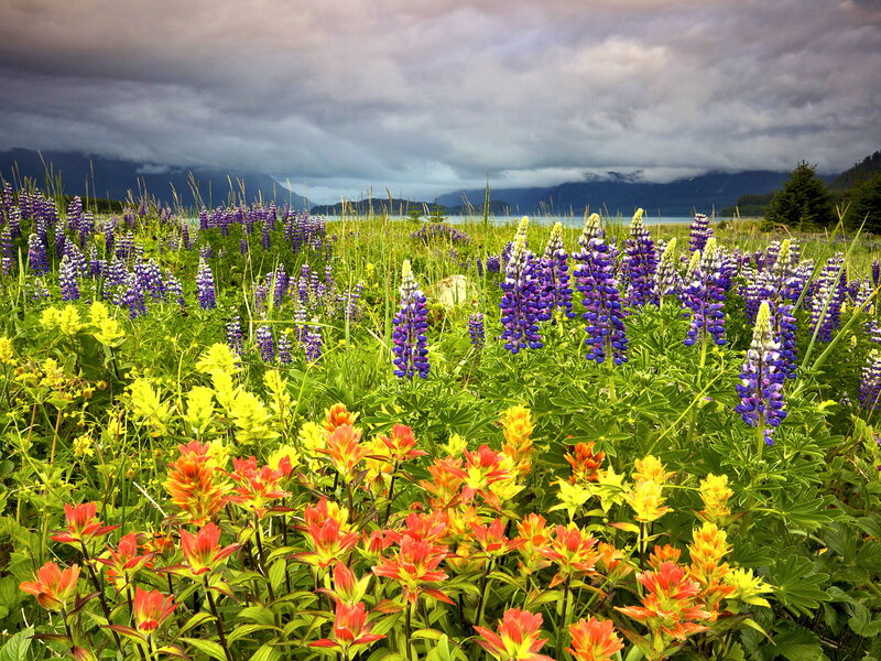 Wildflowers in Meadow — Purple, Dramatic