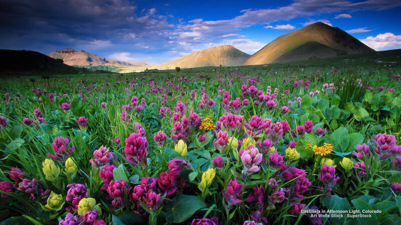 Wildflowers in Meadow — Purple, Serene