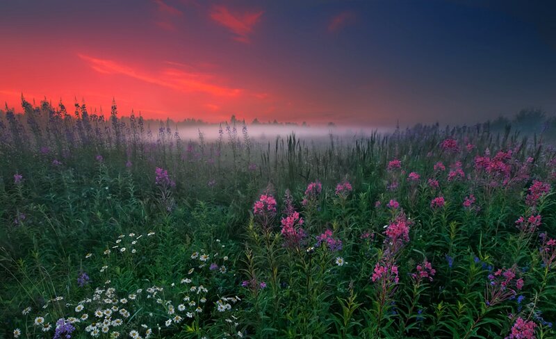 Wildflowers in Meadow — Red