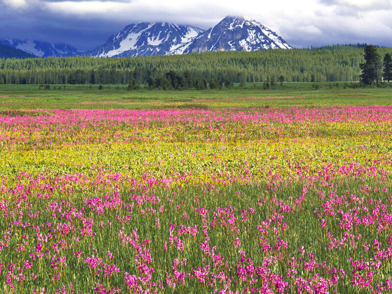 Wildflowers in Meadow
