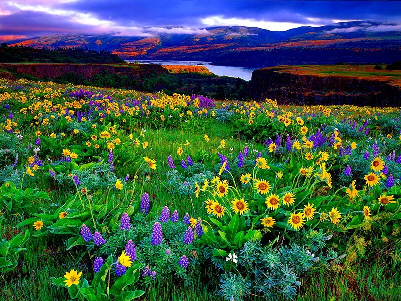 Wildflowers in Meadow — Yellow, Dramatic