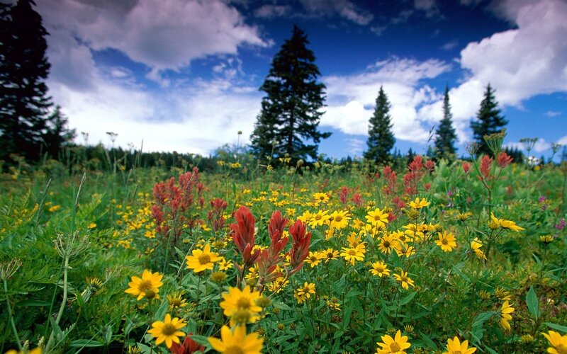 Wildflowers in Meadow — Yellow, Serene, Summer, Photograph, Trees