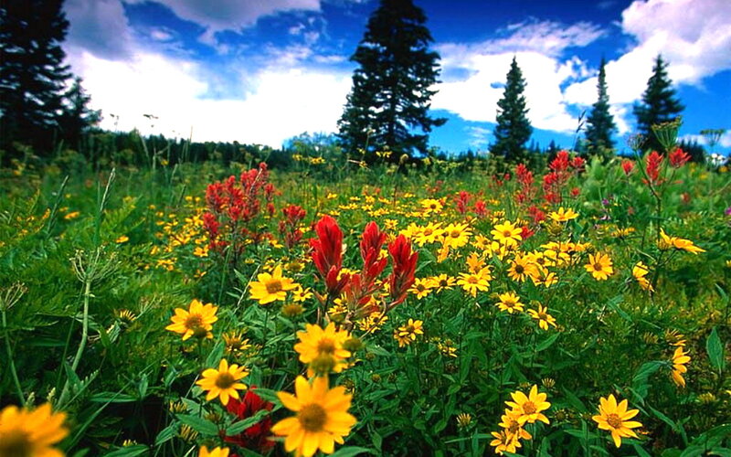 Wildflowers in Meadow — Yellow, Serene
