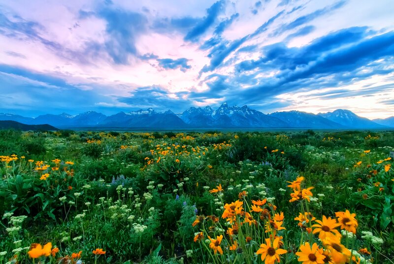 Wildflowers in Mountain Field — Blue