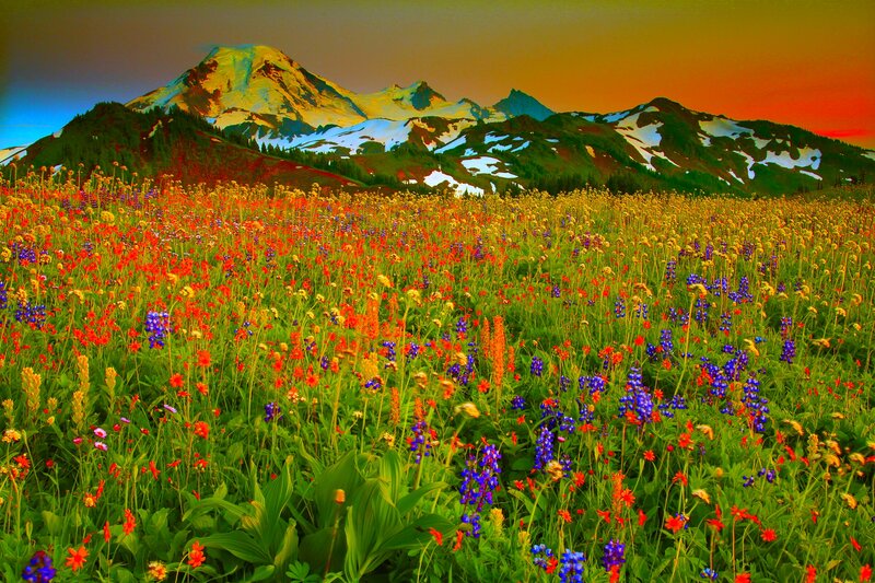 Wildflowers in Mountain Field — Green, Dramatic
