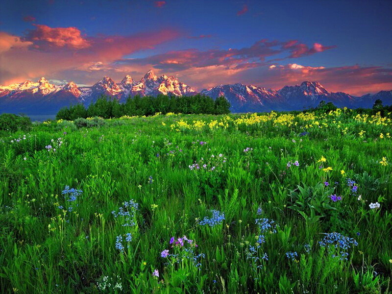 Wildflowers in Mountain Field — Green