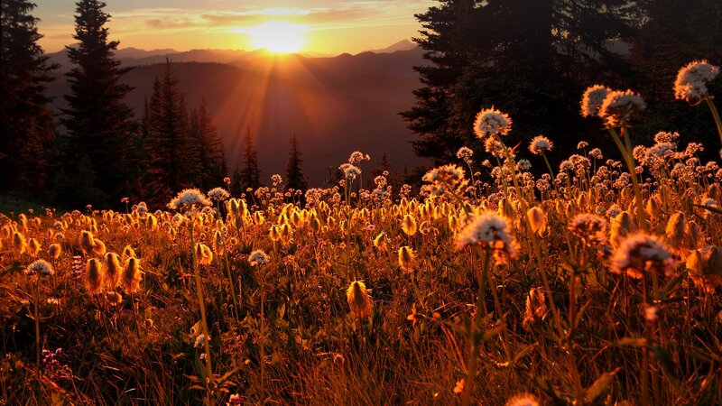 Wildflowers in Mountain Field — Orange