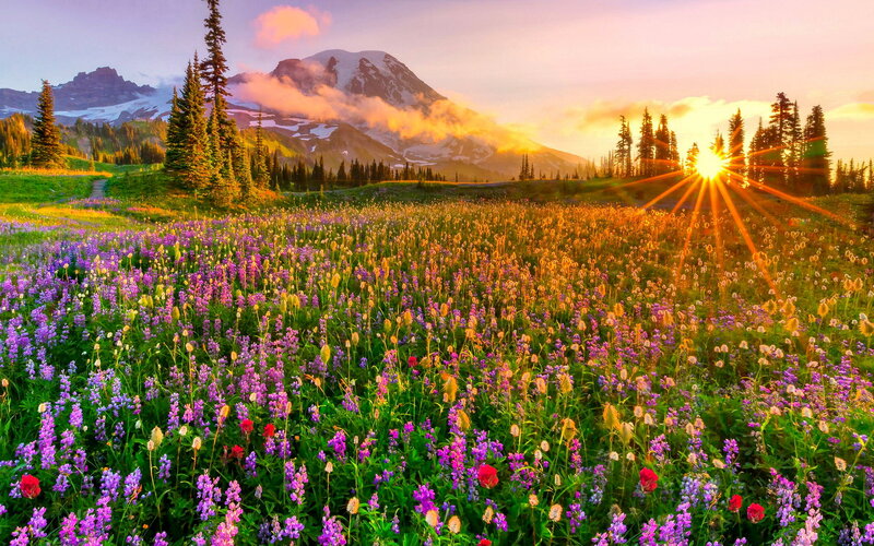 Wildflowers in Mountain Field — Purple, Serene, Sunrise
