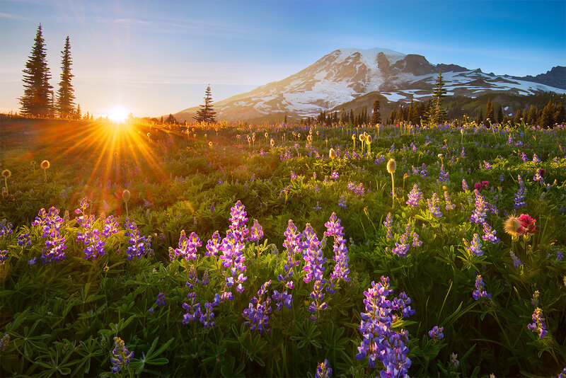 Wildflowers in Mountain Field — Purple, Serene