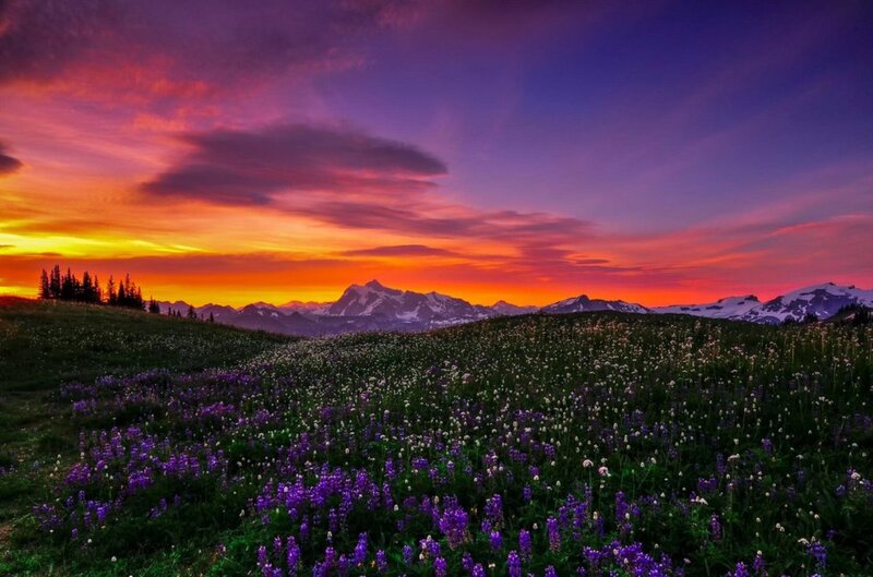 Wildflowers in Mountain Field — Purple