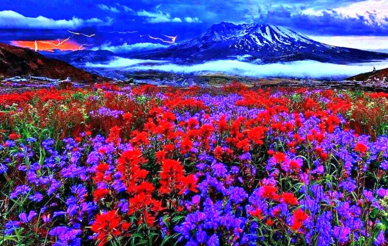 Wildflowers in Mountain Field — Red