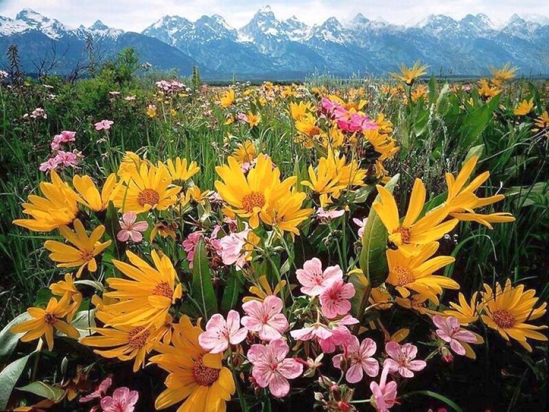Wildflowers in Mountain Field