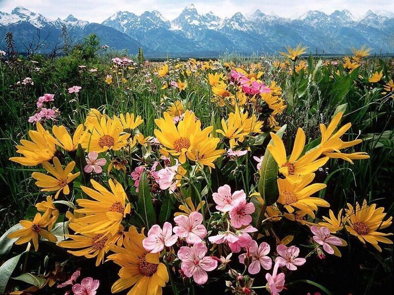 Wildflowers in Mountain Field — Yellow