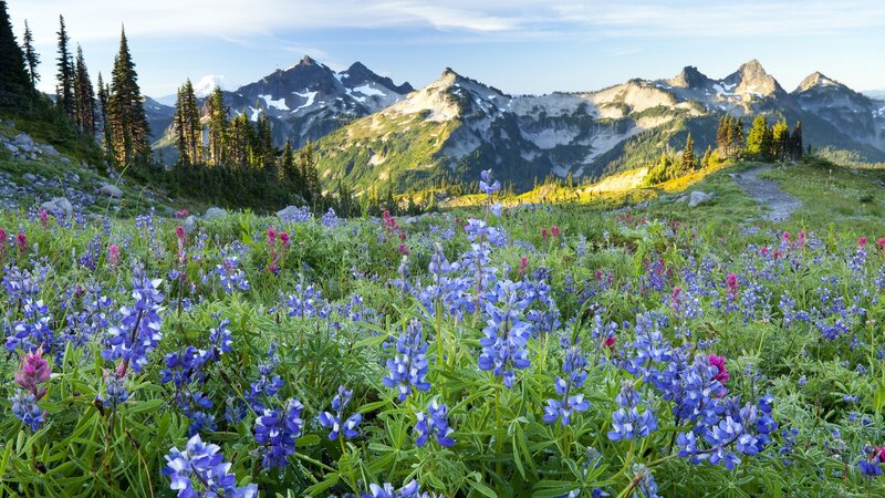 Wildflowers in mountain meadow