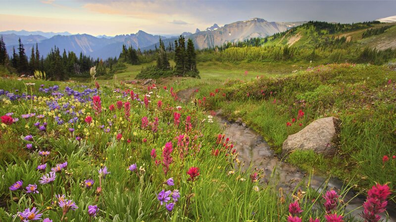 Wildflowers in mountain meadow
