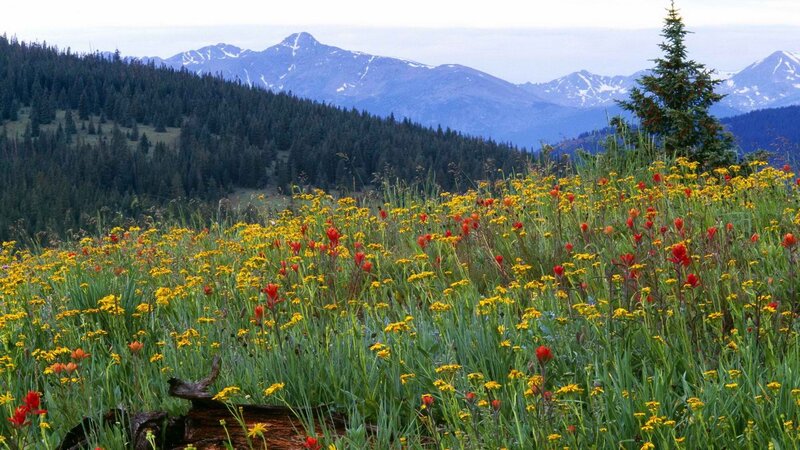 Wildflowers in mountain meadow