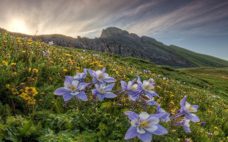 Wildflowers in mountain meadow