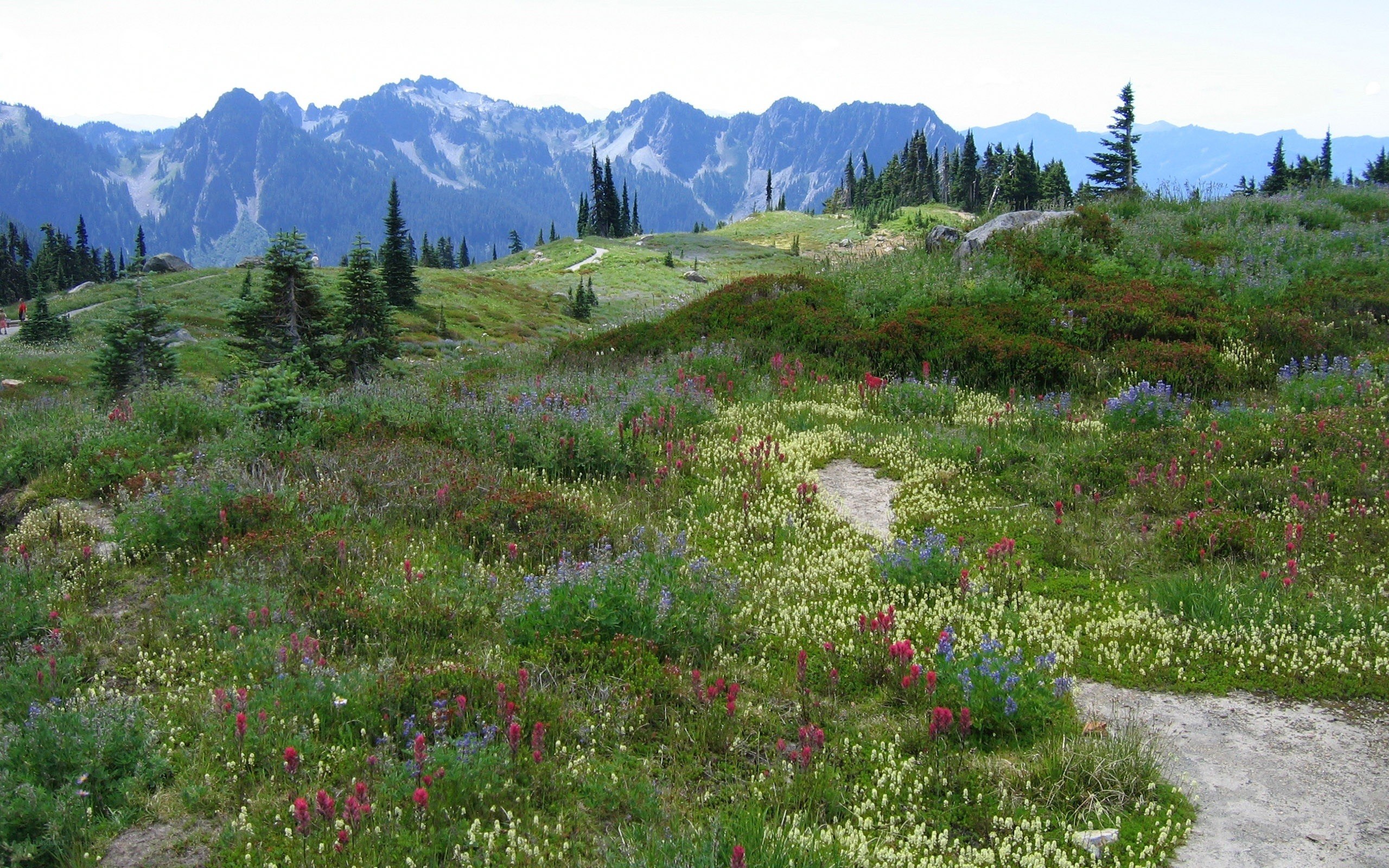 Wildflowers in mountain meadow