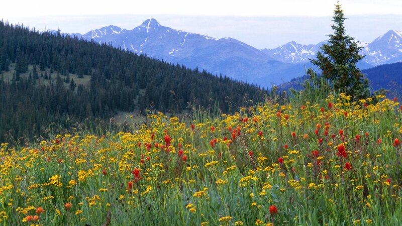 Wildflowers in mountain meadow