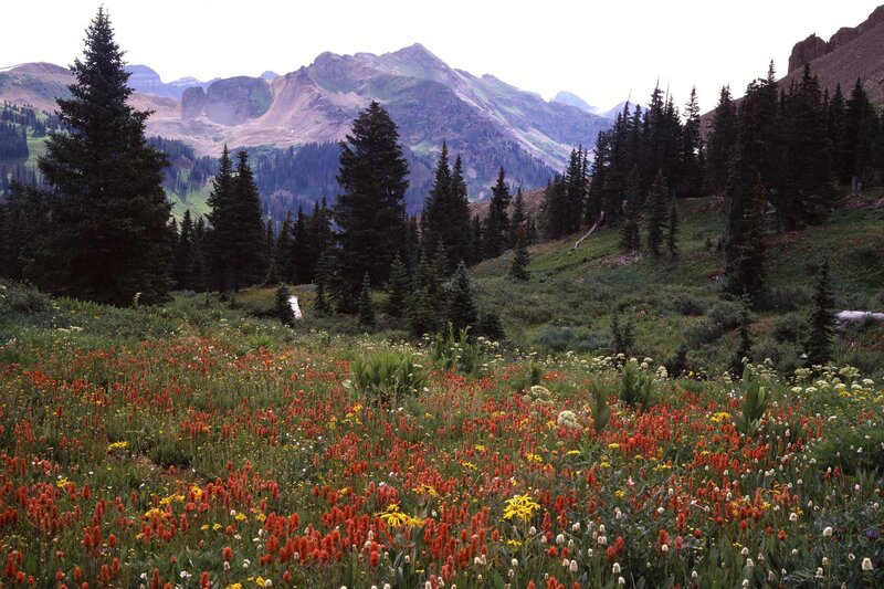 wildflowers in mountain meadow