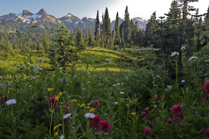 Wildflowers in mountain meadow