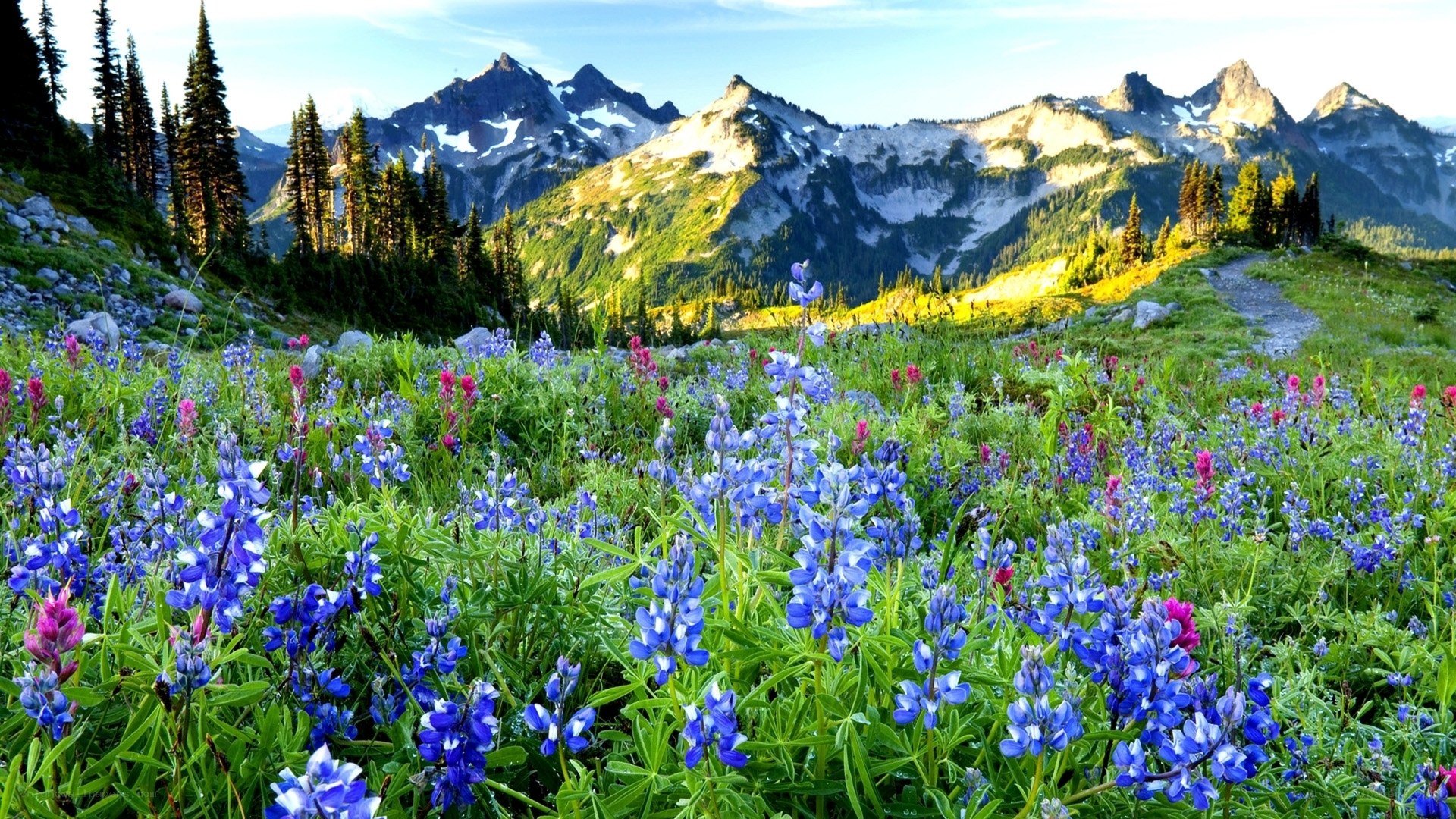 Wildflowers in mountain meadow