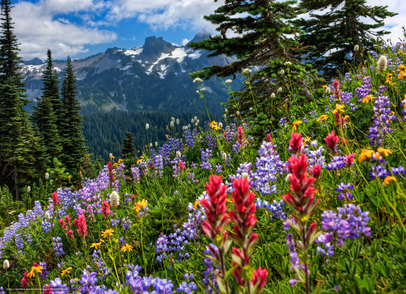Wildflowers in mountain meadow