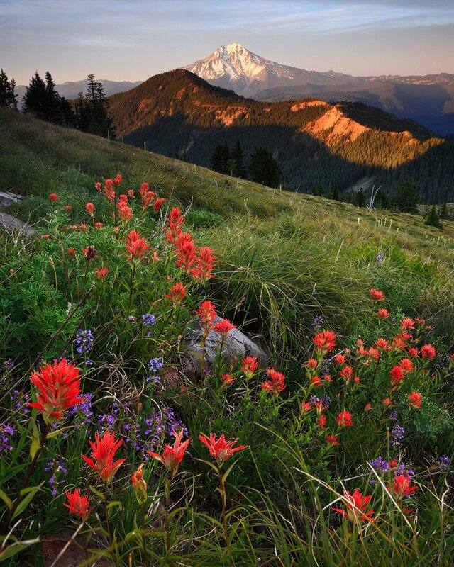 Wildflowers in mountain meadow