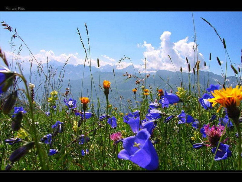 Wildflowers in Mountain Meadow — Blue, Serene, Afternoon, Photograph, Mountains