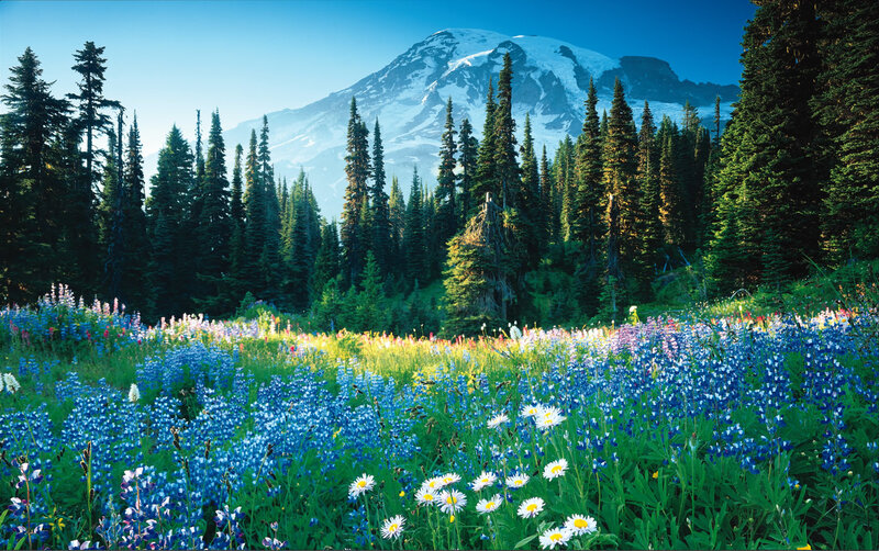 Wildflowers in Mountain Meadow — Blue, Serene, Afternoon, Photograph