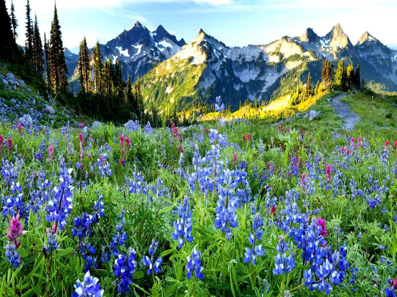 Wildflowers in Mountain Meadow — Blue, Serene, Morning, Photograph, Mountains