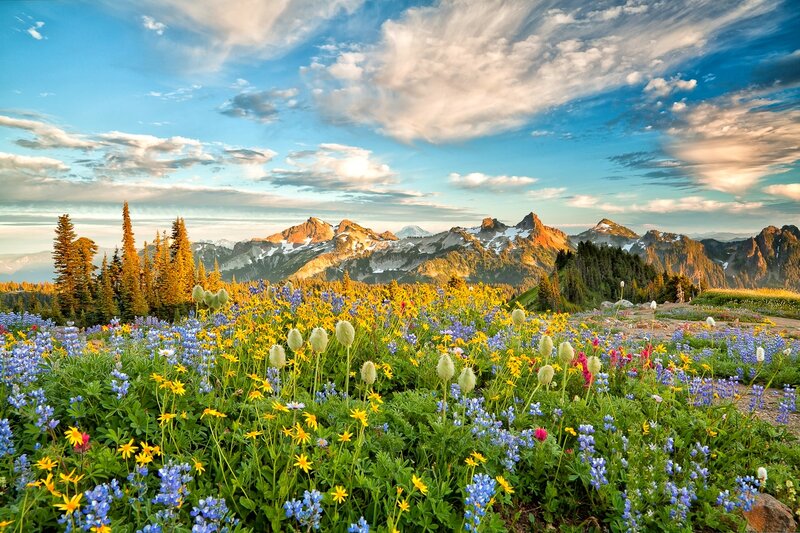 Wildflowers in Mountain Meadow — Blue, Serene, Morning, Photograph, Mountains, Trees, Clouds