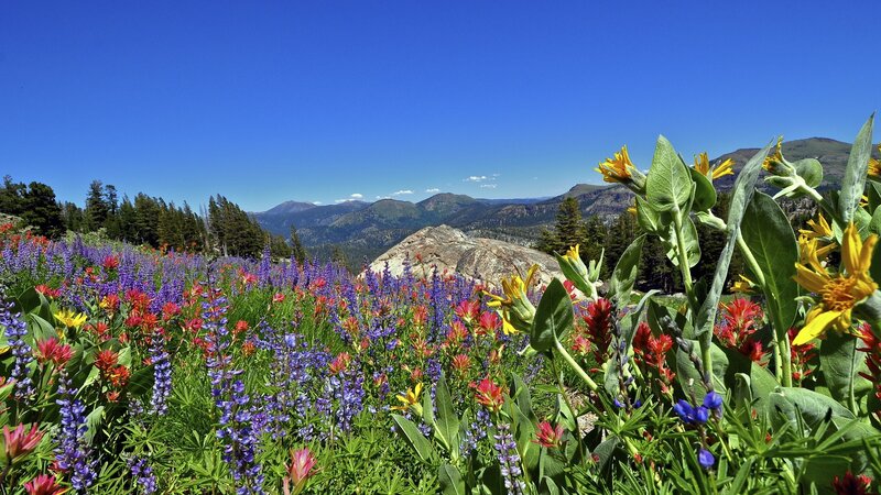 Wildflowers in Mountain Meadow — Blue, Serene, Summer, Photograph, Mountains, Trees, Sky