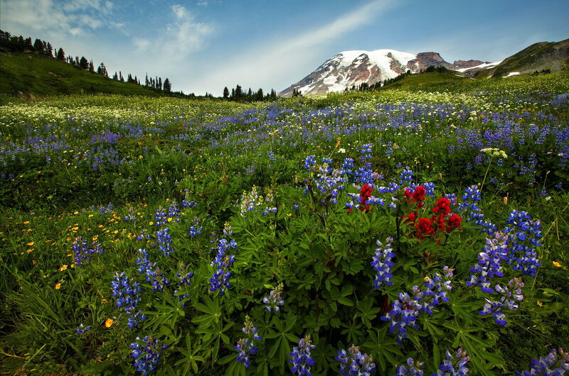 Wildflowers in Mountain Meadow — Blue, Serene, Summer, Photograph, Snow