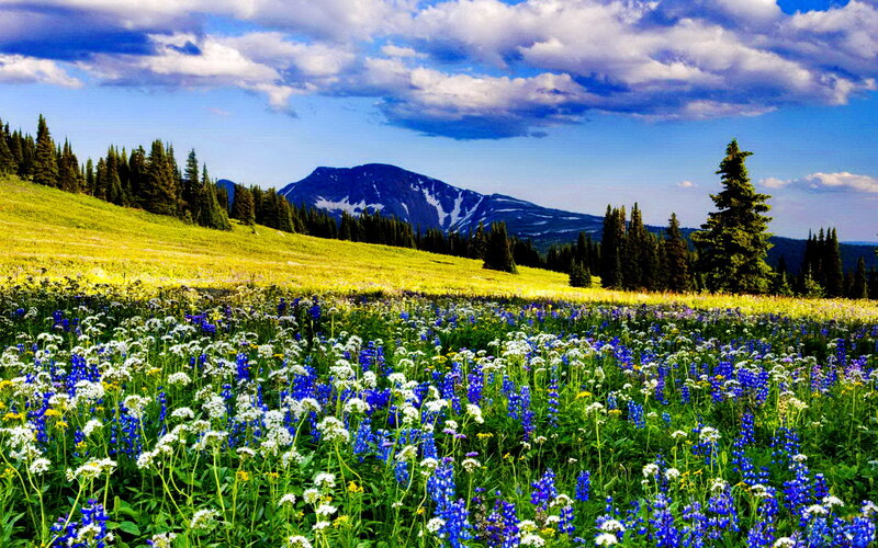 Wildflowers in Mountain Meadow — Blue, Serene, Summer, Photograph