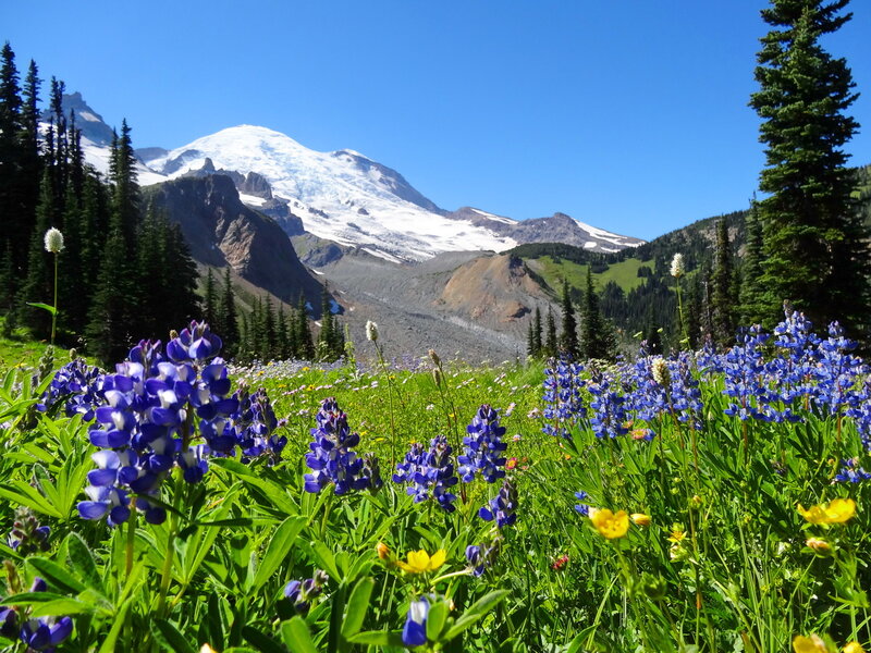 Wildflowers in Mountain Meadow — Blue, Serene, Summer, Photograph, Trees