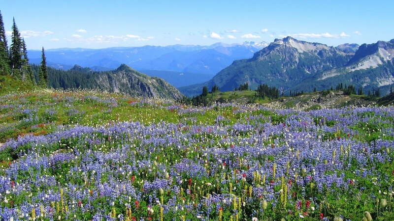 Wildflowers in Mountain Meadow — Blue, Serene, Summer