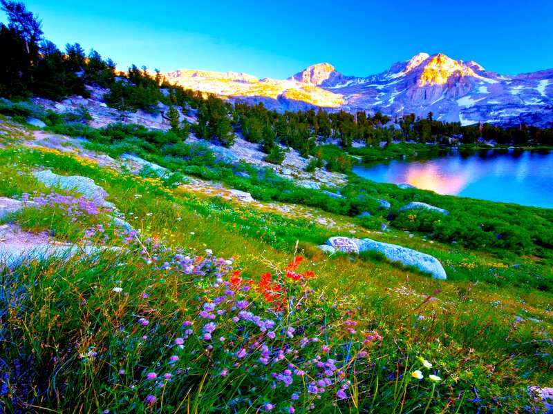 Wildflowers in Mountain Meadow — Blue, Serene, Sunrise