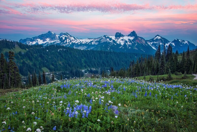 Wildflowers in Mountain Meadow — Blue, Serene, Sunset, Photograph, Mountains