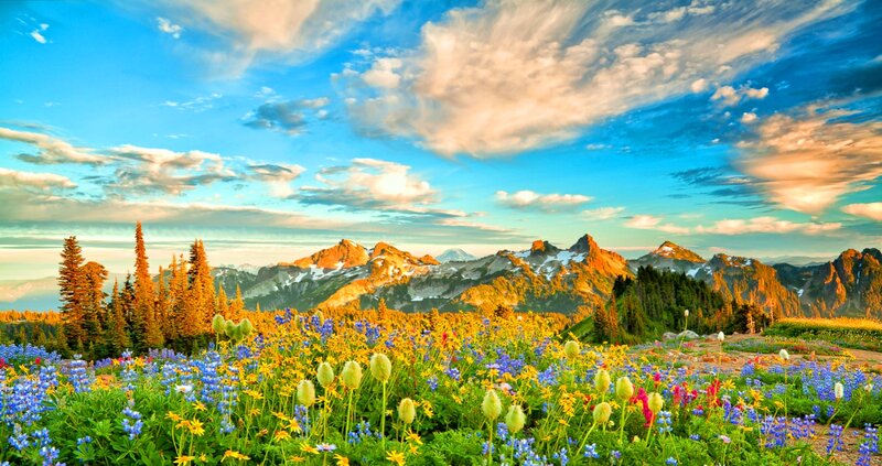 Wildflowers in Mountain Meadow — Blue, Serene, Sunset, Photograph, Mountains, Trees, Sky