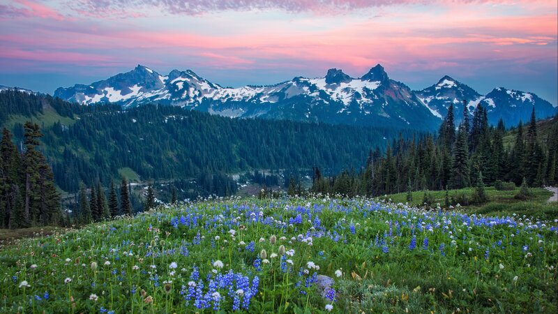 Wildflowers in Mountain Meadow — Blue, Serene, Sunset, Photograph