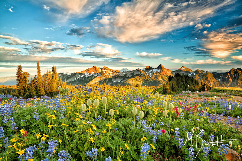 Wildflowers in Mountain Meadow — Blue, Serene, Sunset