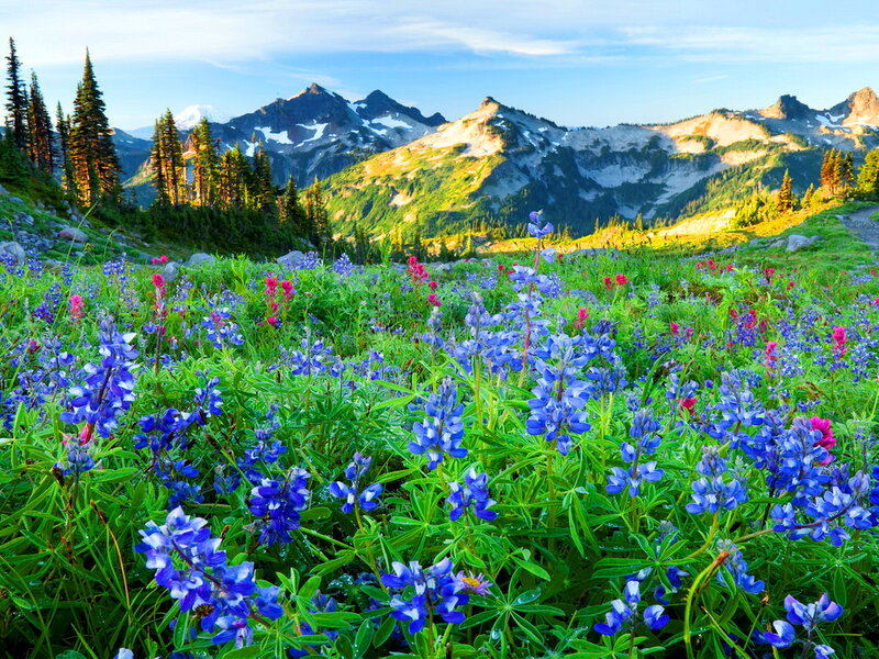 Wildflowers in Mountain Meadow — Blue, Serene