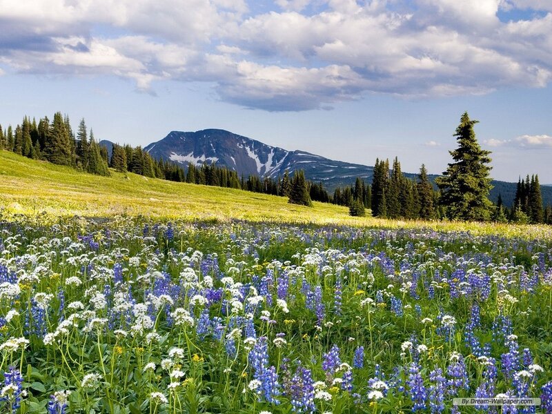 Wildflowers in Mountain Meadow — Blue