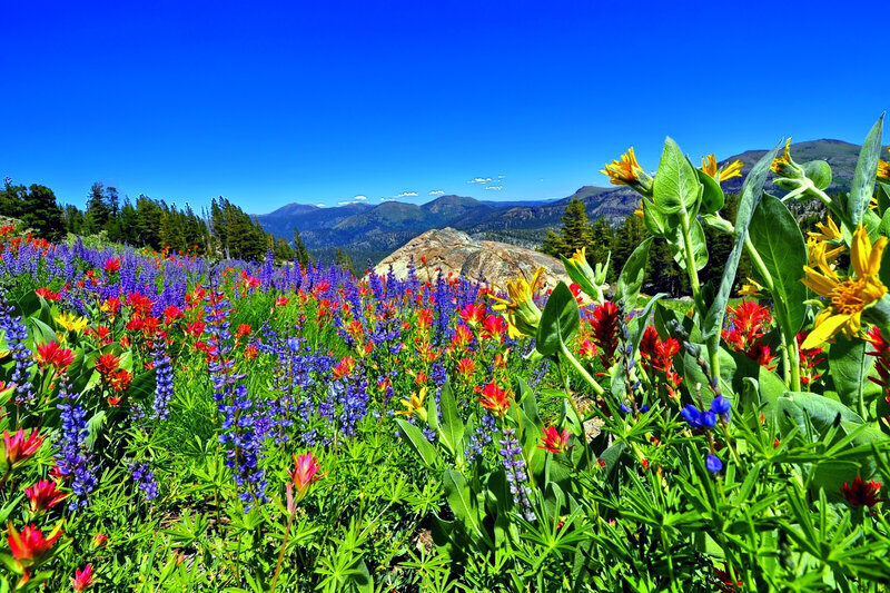 Wildflowers in Mountain Meadow — Blue, Vibrant