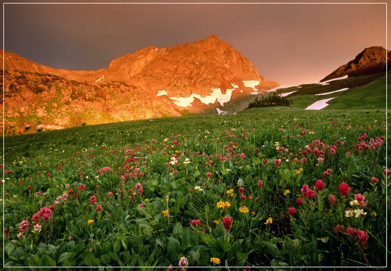 Wildflowers in Mountain Meadow — Green, Dramatic, Sunset